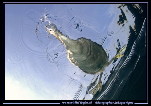 A Great Crested Grebe wondering what I'm doing down there... by Michel Lonfat 